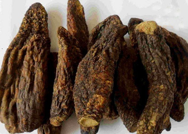 Nhục thung dung – Vị thuốc quý trong Đông y giúp bổ thận, tăng cường sinh lý