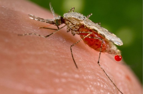 Bệnh sốt xuất huyết do muỗi lây truyền 